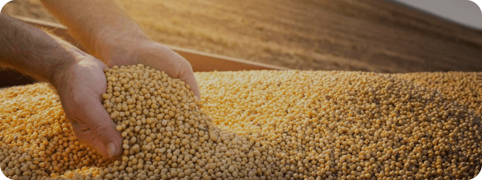 Leilões Agro